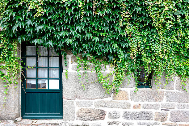 Façade maison avec porte bleue et lierre sur un mur en pierre